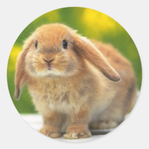 Cute rabbit sticker