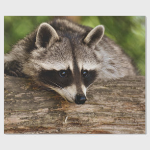 Cute Raccoon Resting on a Log Wrapping Paper