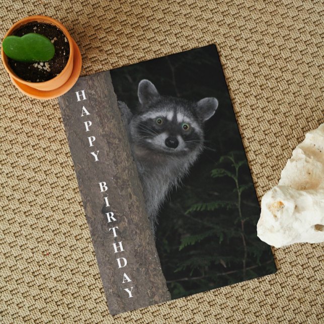 Cute Raccoon Wildlife Photo Birthday Card (In Situ)