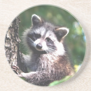 Cute racoon and forest coaster