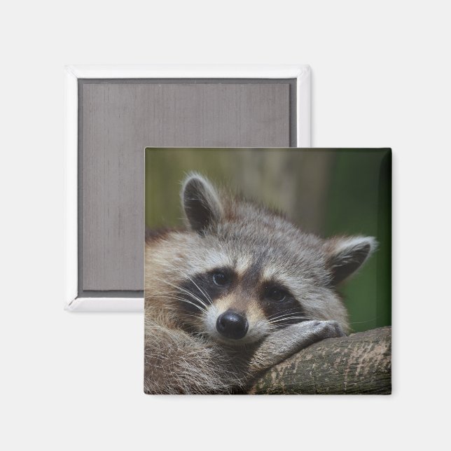 Cute Racoon Face Magnet (Front/Back)
