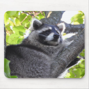 Cute Racoon in a Tree Close Up Mouse Pad