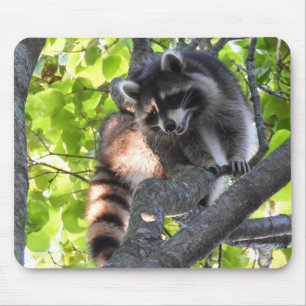 Cute Racoon in a tree Mouse Pad