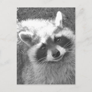 Cute Racoon Postcard