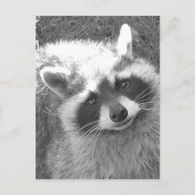 Cute Racoon Postcard (Front)