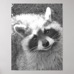 Cute Racoon Poster