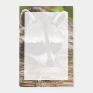 Cute Racoon Resting on a Log Post-it Notes