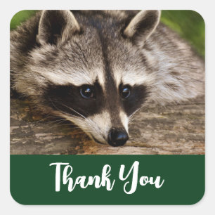 Cute Racoon Resting on a Log Thank You Square Sticker