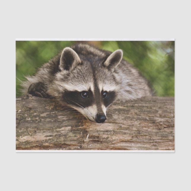 Cute Racoon Resting on a Log Tissue Paper (Front)