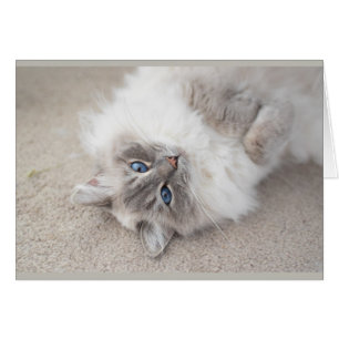 Cute Ragdoll cat Card