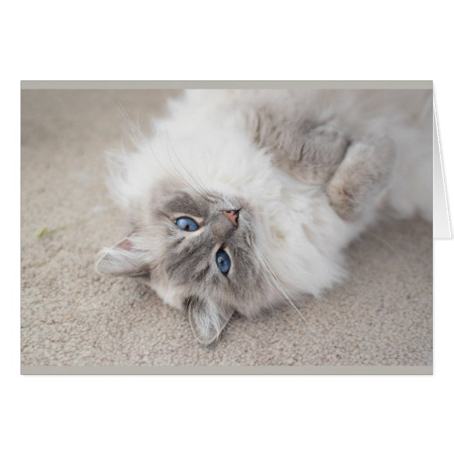 Cute Ragdoll cat Card (Front Horizontal)