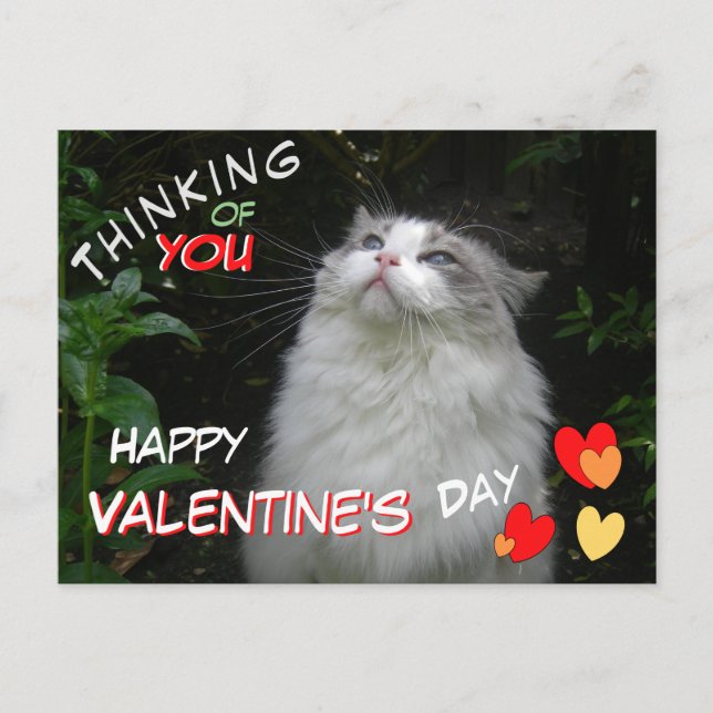 Cute Ragdoll Cat Happy Valentine's Day Postcard (Front)