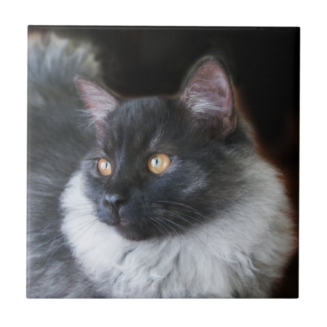 Cute Ragdoll Cat Kitten Rag Doll Kitty Cat Photo Tile (Front)