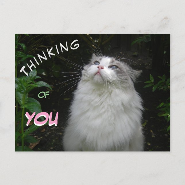 Cute Ragdoll Cat THINKING of YOU Postcard (Front)