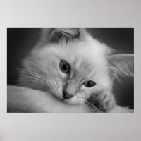 Cute ragdoll kitten