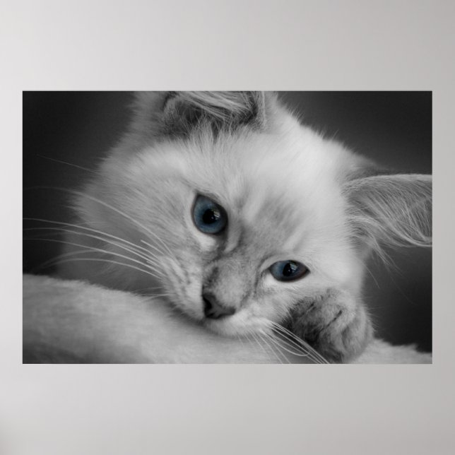 Cute ragdoll kitten poster (Front)