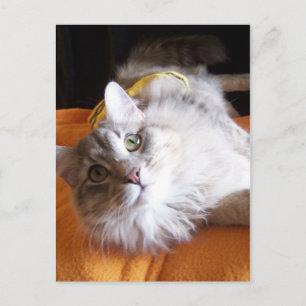 cute raisin Postcard
