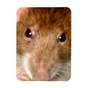 Cute Rat Face Premium Magnet