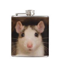 Cute Rat
