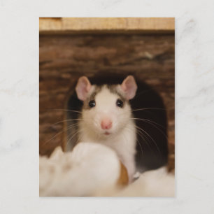 Cute Rat Postcard