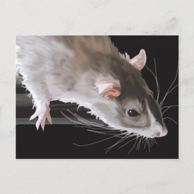 Cute Rat Postcard (Front)
