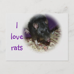 Cute rat sticking out his tongue post card