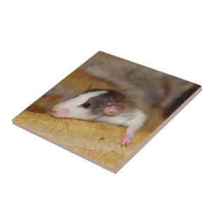 Cute Rat Tile