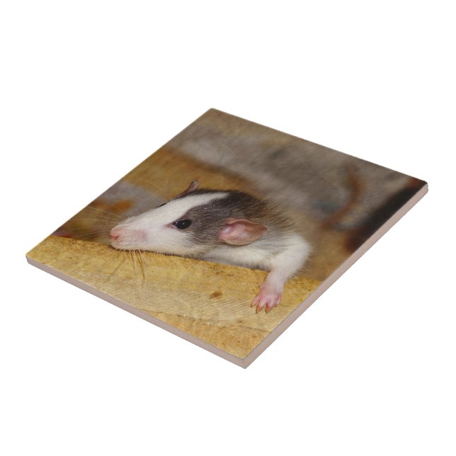 Cute Rat Tile (Side)