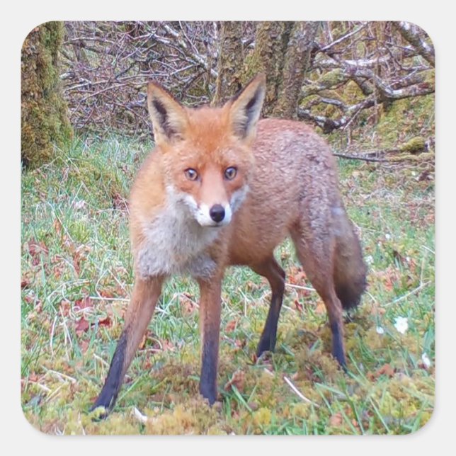 Cute Red Fox Forest Wildlife Character Nature Art Square Sticker (Front)