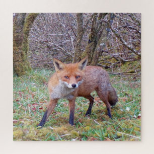 Cute Red Fox  Jigsaw Puzzle