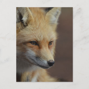 Cute Red Fox Postcard