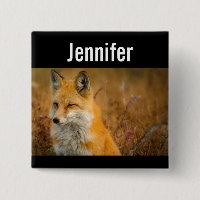 Cute Red Fox Wilderness Nature Photography