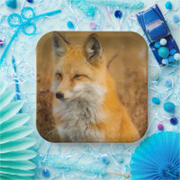 Cute Red Fox Wilderness Nature Photography