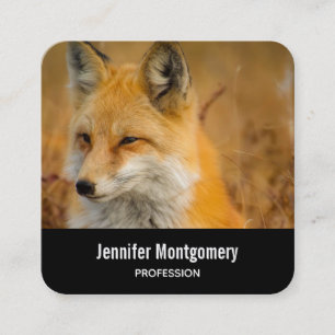 Cute Red Fox Wilderness Nature Photography Square  Business Card