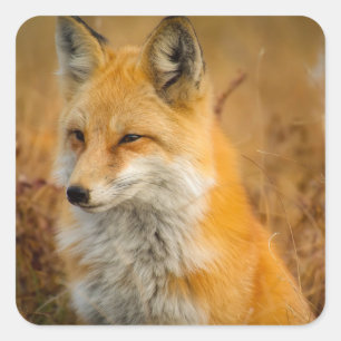 Cute Red Fox Wilderness Nature Photography Square Sticker