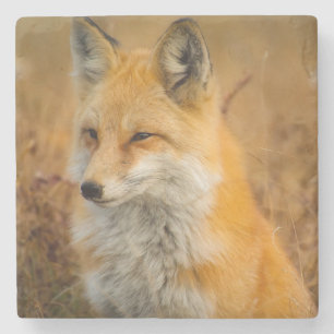 Cute Red Fox Wilderness Nature Photography Stone Coaster