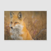 Cute Red Fox Wilderness Nature Photography