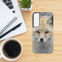 Cute Red Fox Wildlife Photo