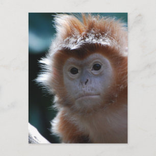 Cute Red Langur Monkey Postcard