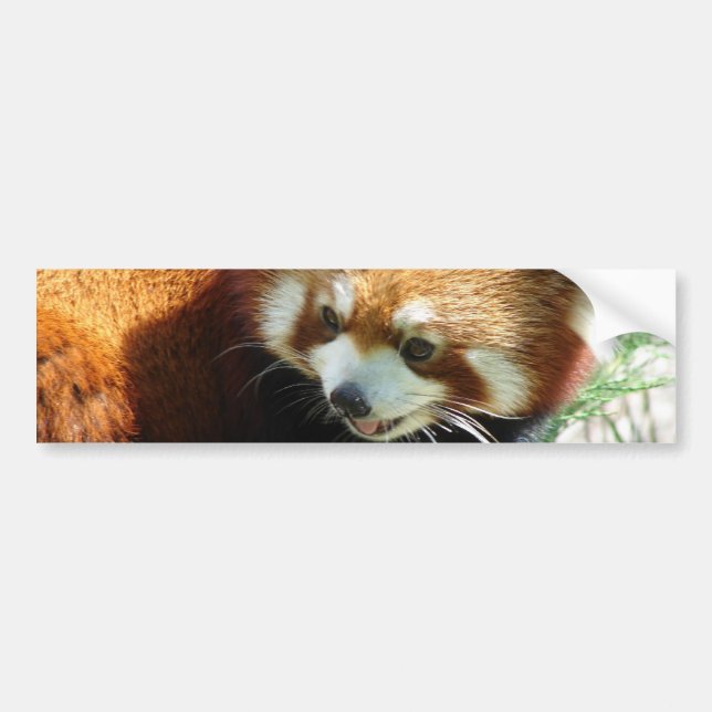 Cute Red Panda Bear Bumper Sticker (Front)