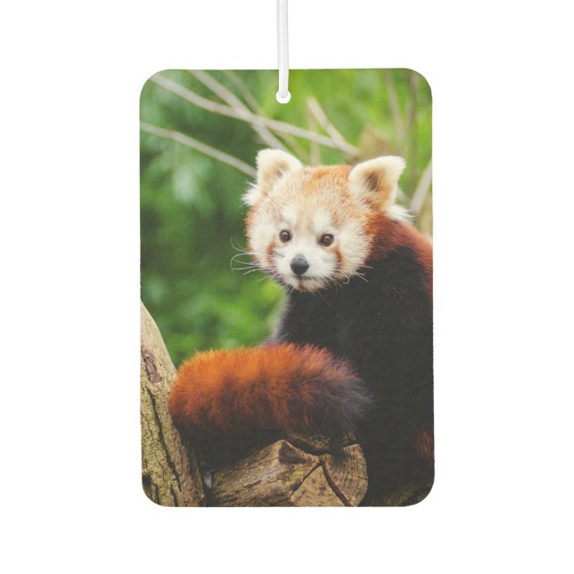 Cute Red Panda Bear Car Air Freshener (Front)