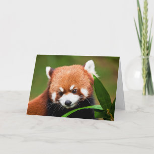 Cute Red Panda Card