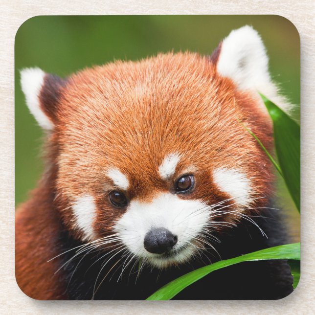 Cute Red Panda Coaster (Front)
