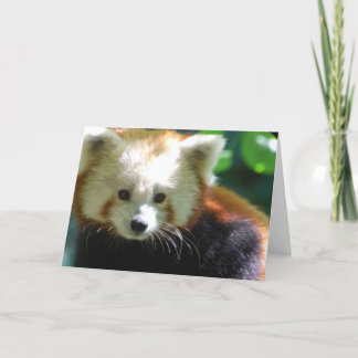 Cute Red Panda Greeting Cards