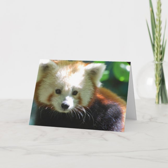 Cute Red Panda Greeting Cards (Front)