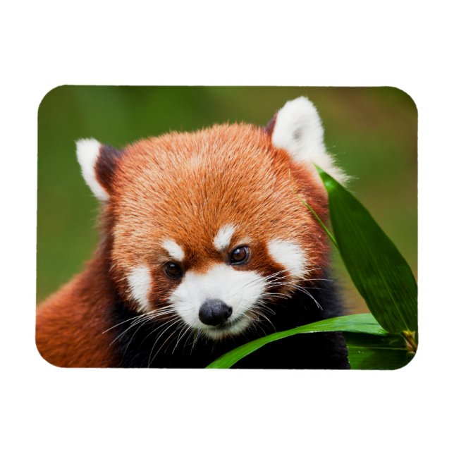 Cute Red Panda Magnet (Horizontal)