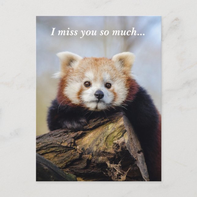 Cute Red Panda Miss You So Much  Postcard (Front)