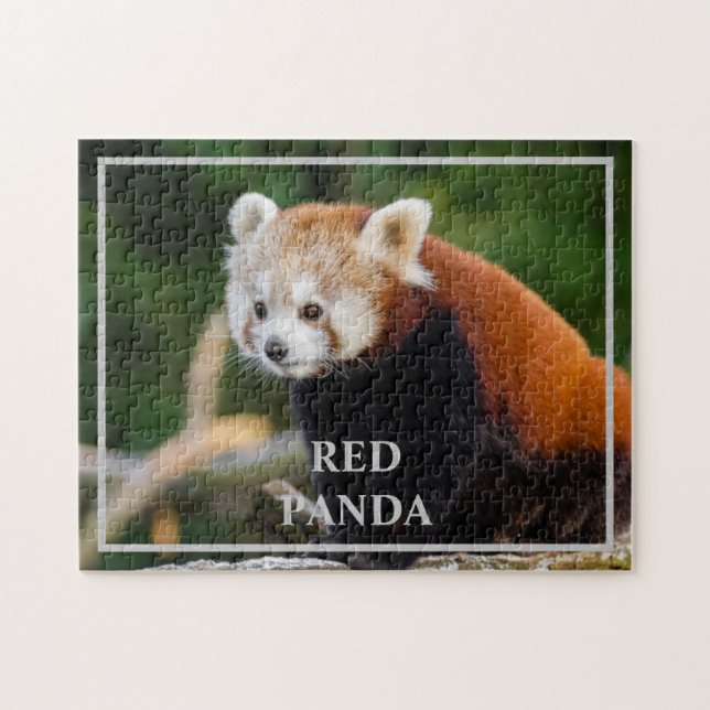 Cute Red Panda Nature Photo Jigsaw Puzzle (Horizontal)