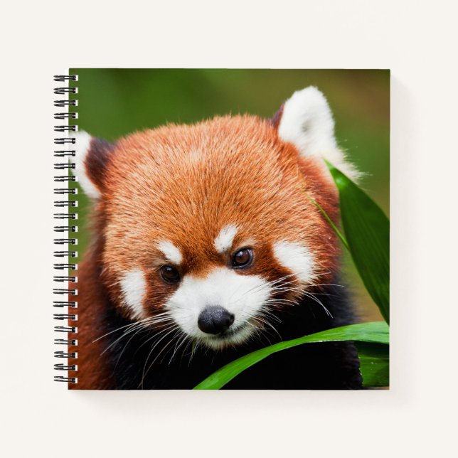 Cute Red Panda Notebook (Front)