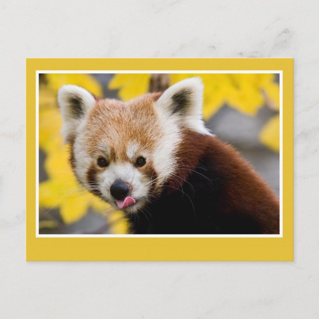 Cute red panda photo postcard (Front)